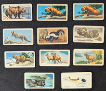 Load image into Gallery viewer, 1990's Red Rose Tea Cards Animals of North America - Lot of 11