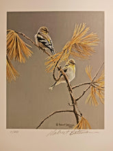 Load image into Gallery viewer, American Goldfinch - Winter Dress, Robert Bateman Signed Print 9 3/4" x 10"