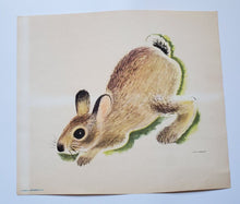 Load image into Gallery viewer, Set of 6 Famous Aylmer Animal Prints – In Original Mailing Envelope