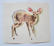 Load image into Gallery viewer, Set of 6 Famous Aylmer Animal Prints – In Original Mailing Envelope