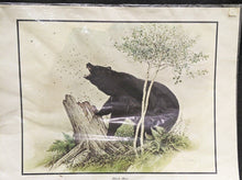 Load image into Gallery viewer, 1969 Canadian Wildlife Reproductions Litho - M.G. Loates - Black Bear - 23"x18"