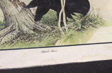 Load image into Gallery viewer, 1969 Canadian Wildlife Reproductions Litho - M.G. Loates - Black Bear - 23"x18"