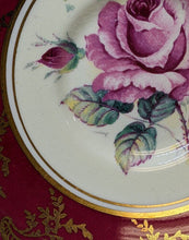 Load image into Gallery viewer, Double Warrant PARAGON Red, Gold & Large Cabbage Rose Teacup & Saucer J6905/2
