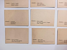 Load image into Gallery viewer, POMPEII 20 Photo Print (incomplete, missing 1 photo)
