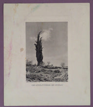 Load image into Gallery viewer, Vintage Print 'Die Herzlzypresse bei Mozzah' Theodor Herzl Cypress Tree
