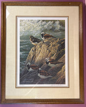 Load image into Gallery viewer, Robert Bateman Ruddy Turnstones 1979 Signed Limited Edition Print 667/950
