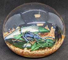 Load image into Gallery viewer, 4 Assorted Floral / Insect Paperweights Red, Yellow &amp; Peach Roses
