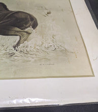 Load image into Gallery viewer, 1969 Canadian Wildlife Reproductions Lithograph - M.G. Loates - Moose - 23&quot;x18&quot;
