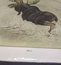 Load image into Gallery viewer, 1969 Canadian Wildlife Reproductions Lithograph - M.G. Loates - Moose - 23&quot;x18&quot;
